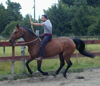 bungen auf Windsor - Wrttemberger mit Stockmass 180cm!